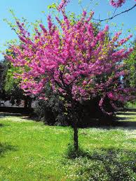 CERCIS SILIQUASTRUM  